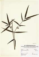 藏品(無刺伏牛花)的圖片